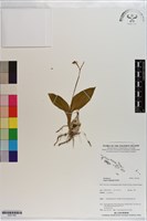 登錄號:S201183藏品圖，第1張