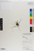 登錄號:S201185藏品圖，第1張