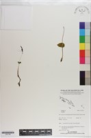 登錄號:S201186藏品圖，第1張