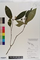 登錄號:S201188藏品圖，第1張