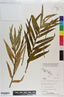 登錄號:S201189藏品圖，第1張