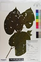 登錄號:S201190藏品圖，第1張