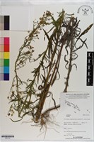 登錄號:S201191藏品圖，第1張