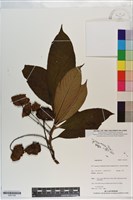 登錄號:S201192藏品圖，第1張