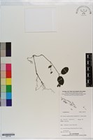 登錄號:S201194藏品圖，第1張