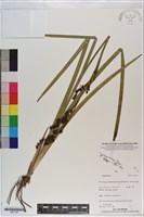 登錄號:S201199藏品圖，第1張