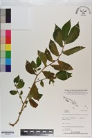 登錄號:S201200藏品圖，第1張