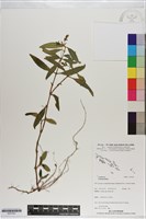 登錄號:S201201藏品圖，第1張