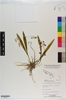 長腳羊耳蒜、長耳蘭藏品圖，第1張