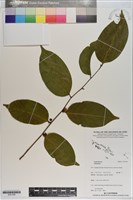 登錄號:S201206藏品圖，第1張