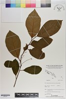 登錄號:S201207藏品圖，第1張