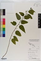 登錄號:S201208藏品圖，第1張