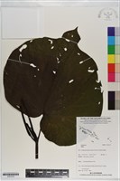 登錄號:S201210藏品圖，第1張