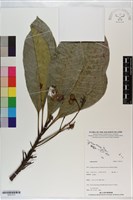 登錄號:S201213藏品圖，第1張