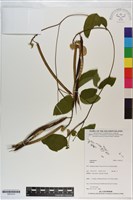 登錄號:S201214藏品圖，第1張