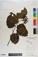 登錄號:S201215藏品圖，第1張