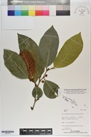 登錄號:S201216藏品圖，第1張