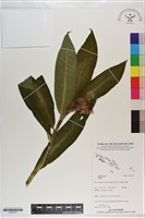 登錄號:S201217藏品圖，第1張