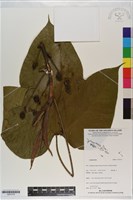 登錄號:S201218藏品圖，第1張