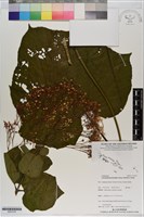 龍船花藏品圖，第1張