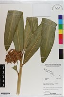 登錄號:S201223藏品圖，第1張