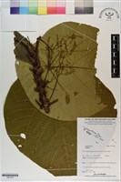 登錄號:S201224藏品圖，第1張