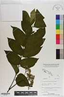 登錄號:S201225藏品圖，第1張