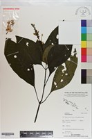 登錄號:S201227藏品圖，第1張