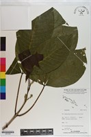 登錄號:S201228藏品圖，第1張