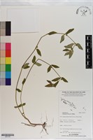 飛揚草藏品圖，第1張