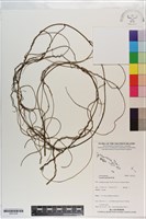 菟絲子藏品圖，第1張