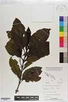 登錄號:S201237藏品圖，第1張