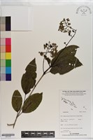 登錄號:S201238藏品圖，第1張