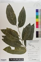 登錄號:S201240藏品圖，第1張