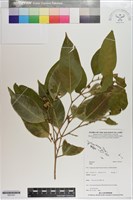 登錄號:S201241藏品圖，第1張