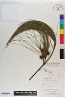 木麻黃藏品圖，第1張