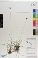 乾溝飄拂草藏品圖，第1張