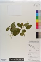 登錄號:S201247藏品圖，第1張