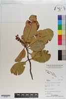 登錄號:S201248藏品圖，第1張