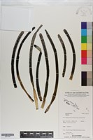 登錄號:S201249藏品圖，第1張