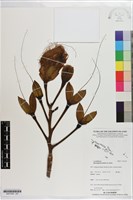 棋盤腳樹藏品圖，第2張