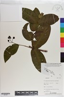 登錄號:S201253藏品圖，第1張