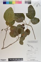 橙花破布子藏品圖，第1張