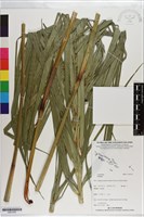 登錄號:S201255藏品圖，第1張