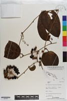 登錄號:S201256藏品圖，第1張