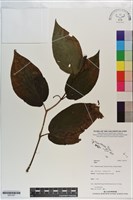 登錄號:S201257藏品圖，第1張