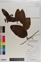 登錄號:S201259藏品圖，第1張