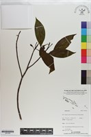 登錄號:S201260藏品圖，第1張