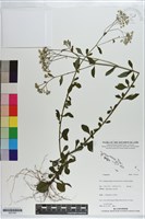 登錄號:S201261藏品圖，第1張