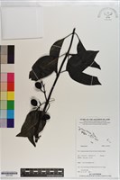 登錄號:S201262藏品圖，第1張